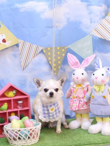 20240310マロンくん